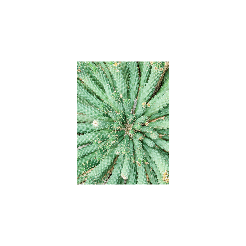 Euphorbia caput-medusae
