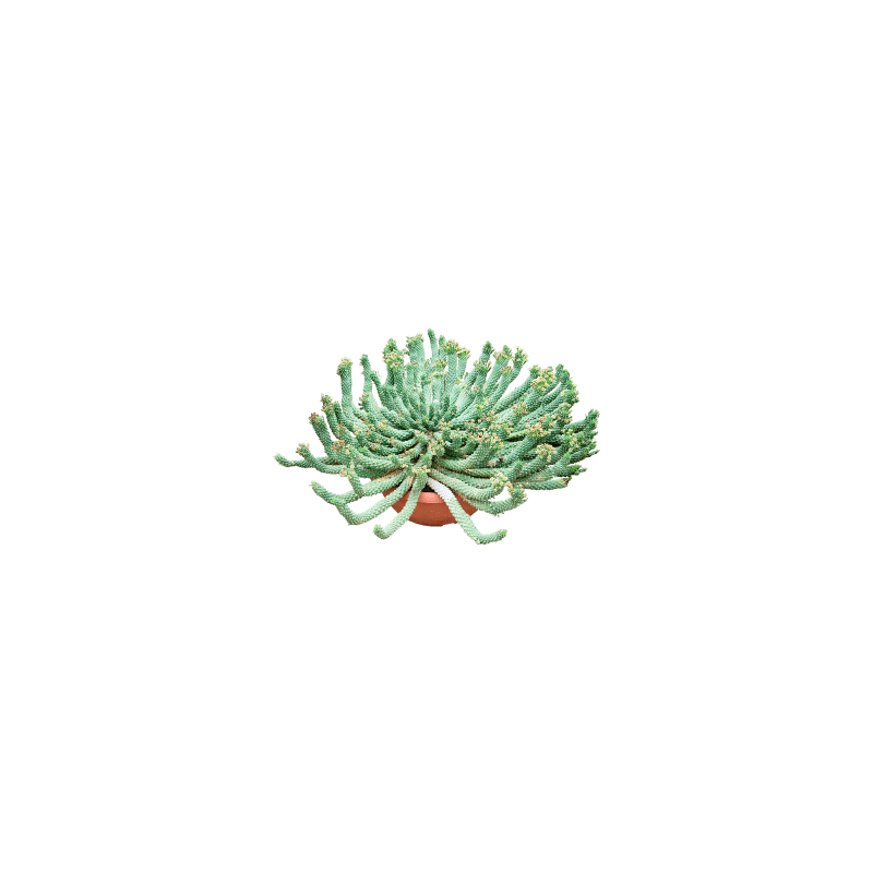 Euphorbia caput-medusae