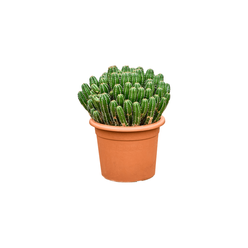 Euphorbia echinus