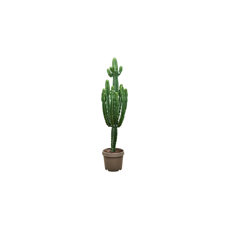 Euphorbia eritrea