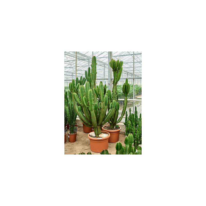 Euphorbia ingens