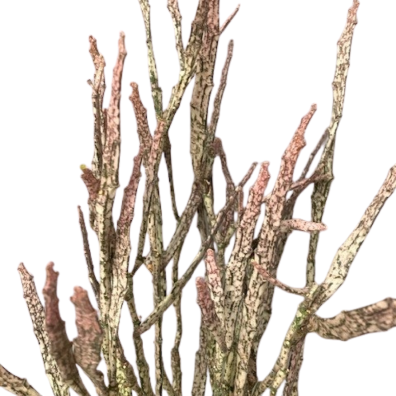 Euphorbia platyclada