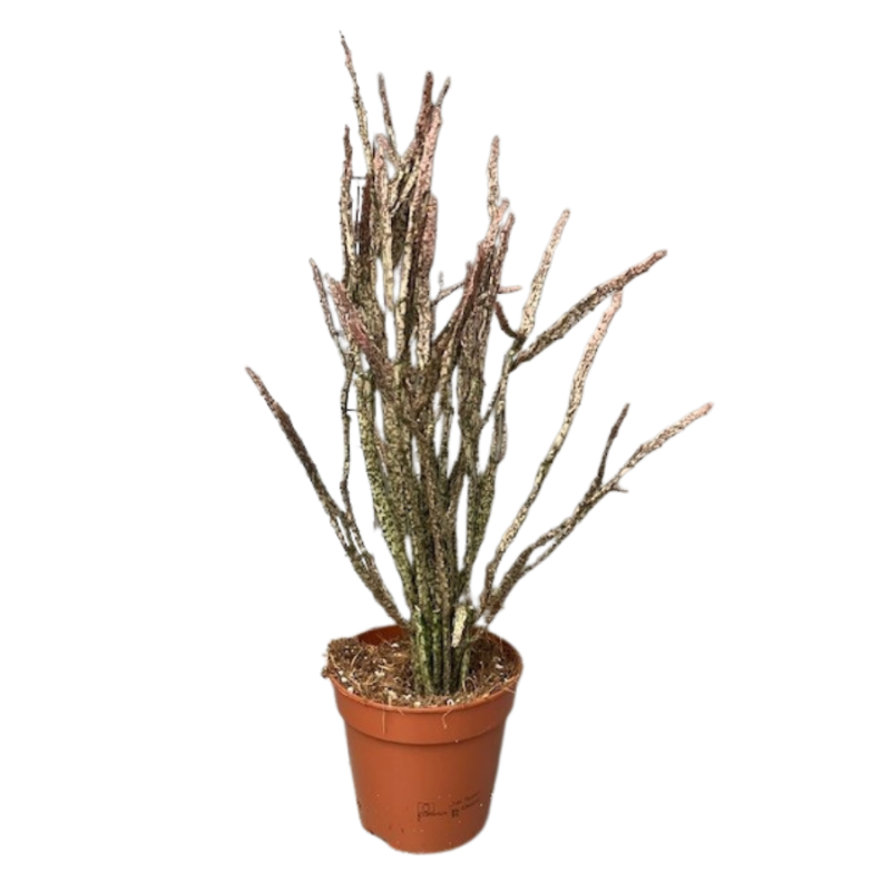 Euphorbia platyclada