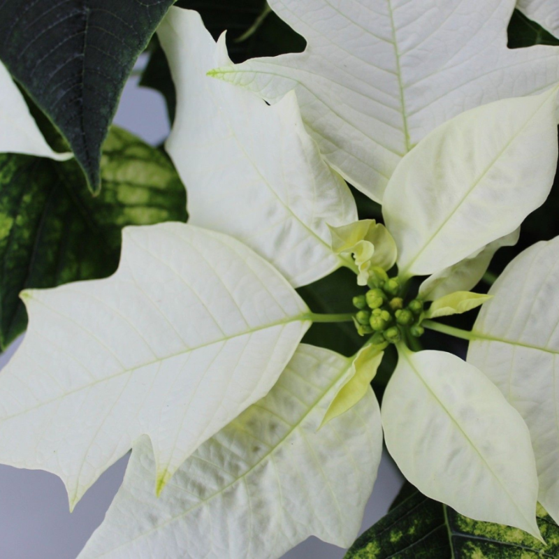 Euphorbia pulcherrima Alaska