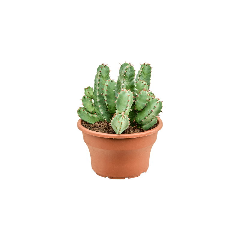 Euphorbia resinifera
