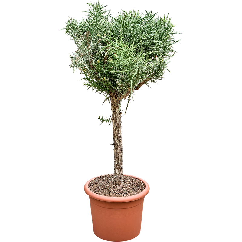 Euphorbia stenoclada op stam