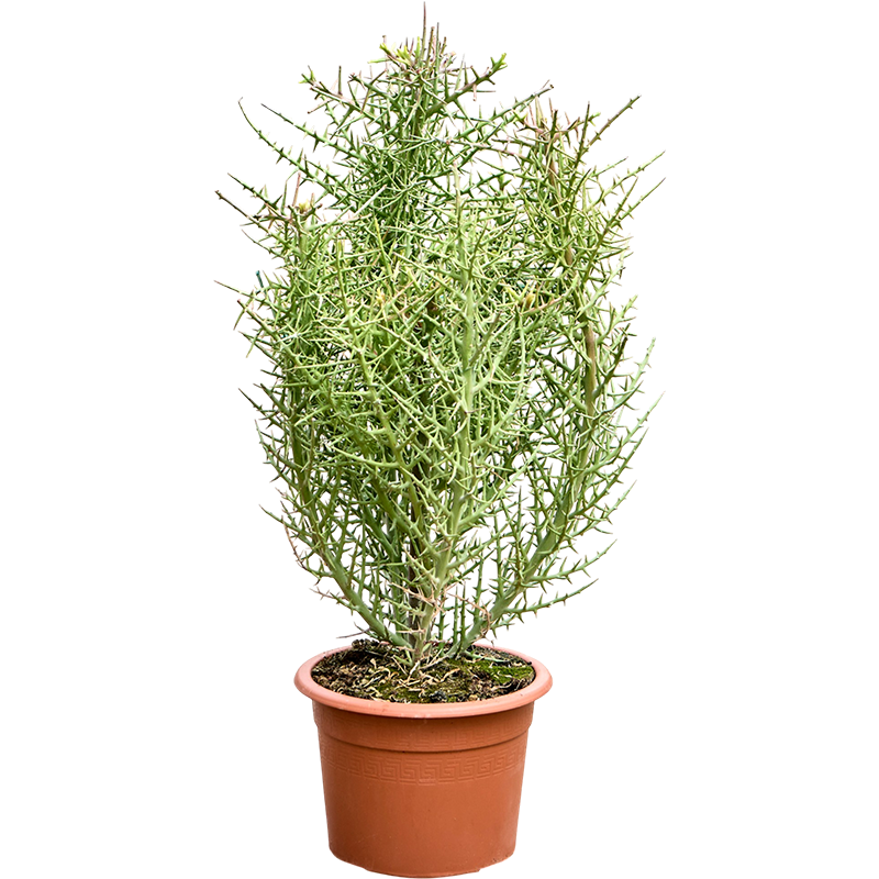 Euphorbia stenoclada vertakt