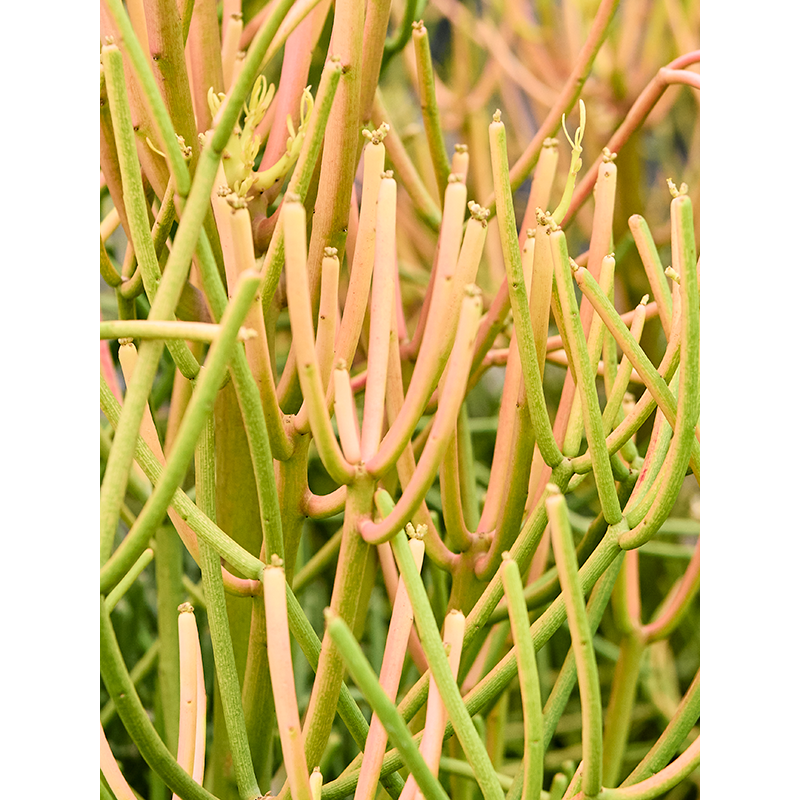 Euphorbia Sticks on Fire