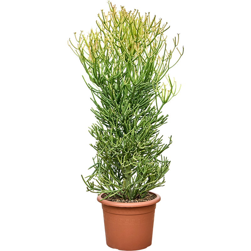 Euphorbia Sticks on Fire