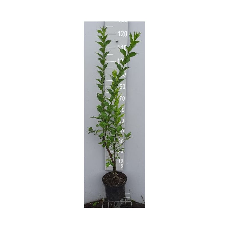 Euonymus europaeus