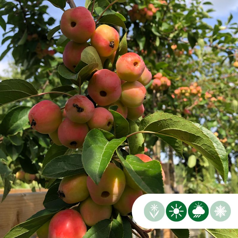 Malus Evereste