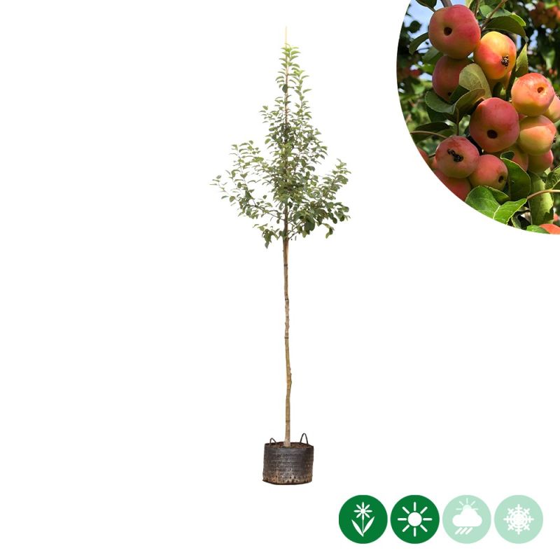 Malus Evereste
