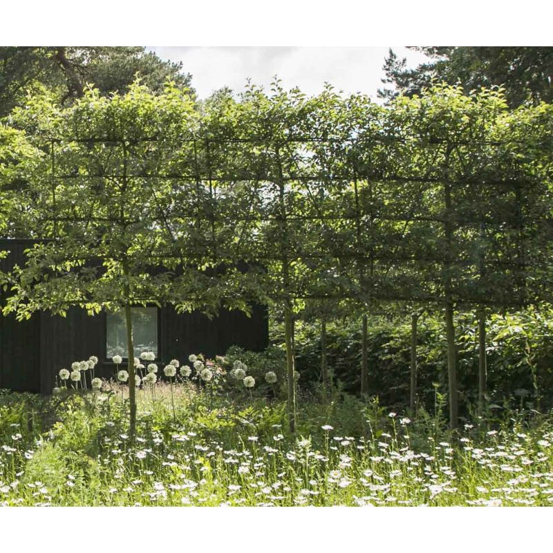 Malus Elstar - leiboom laagstam
