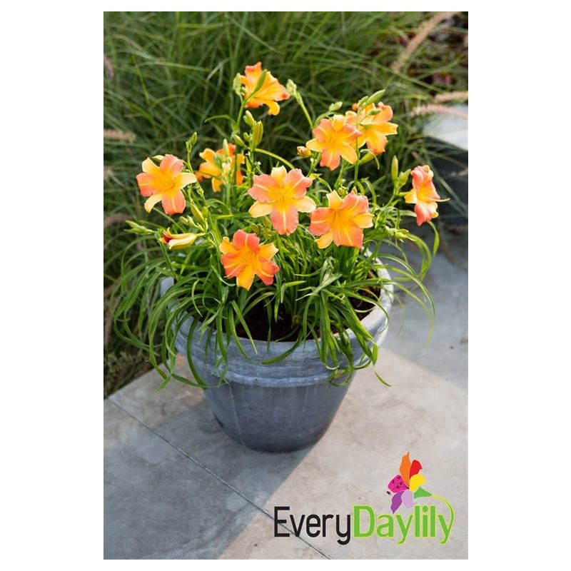 Hemerocallis Everydaylily Punch Yellow 