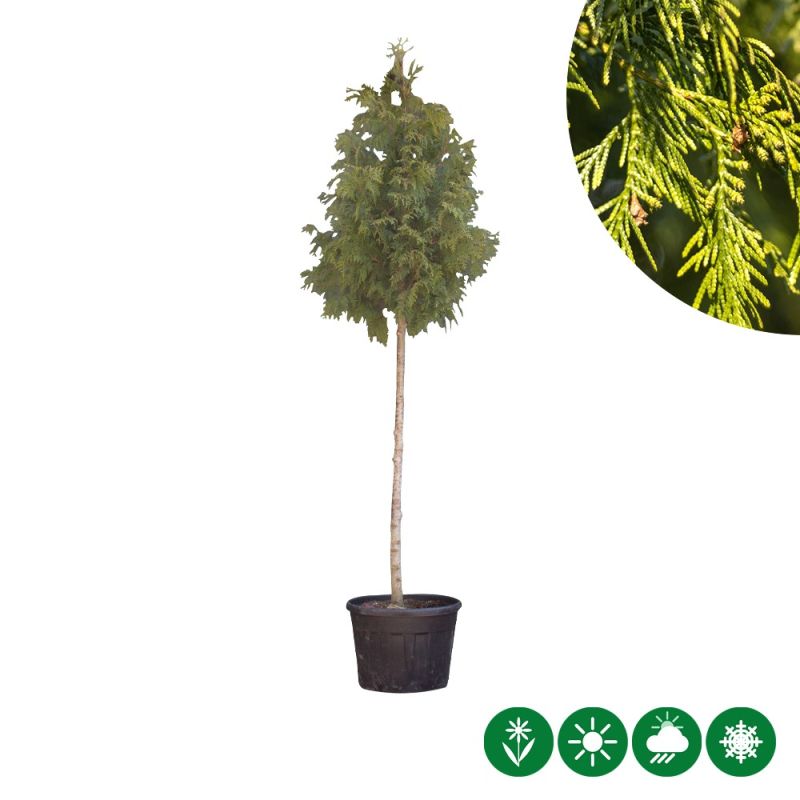 Thuja Excelsa - hoogstam