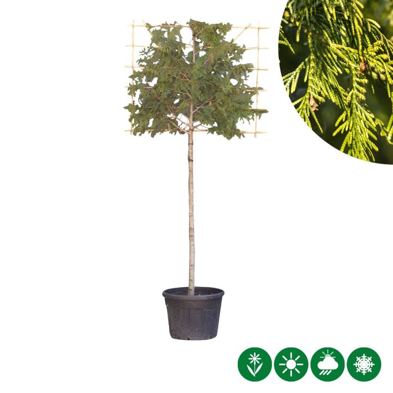 Thuja Excelsa - leiboom