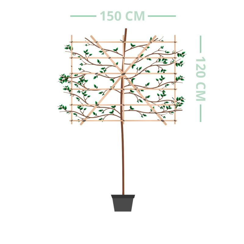 Thuja Excelsa - leiboom