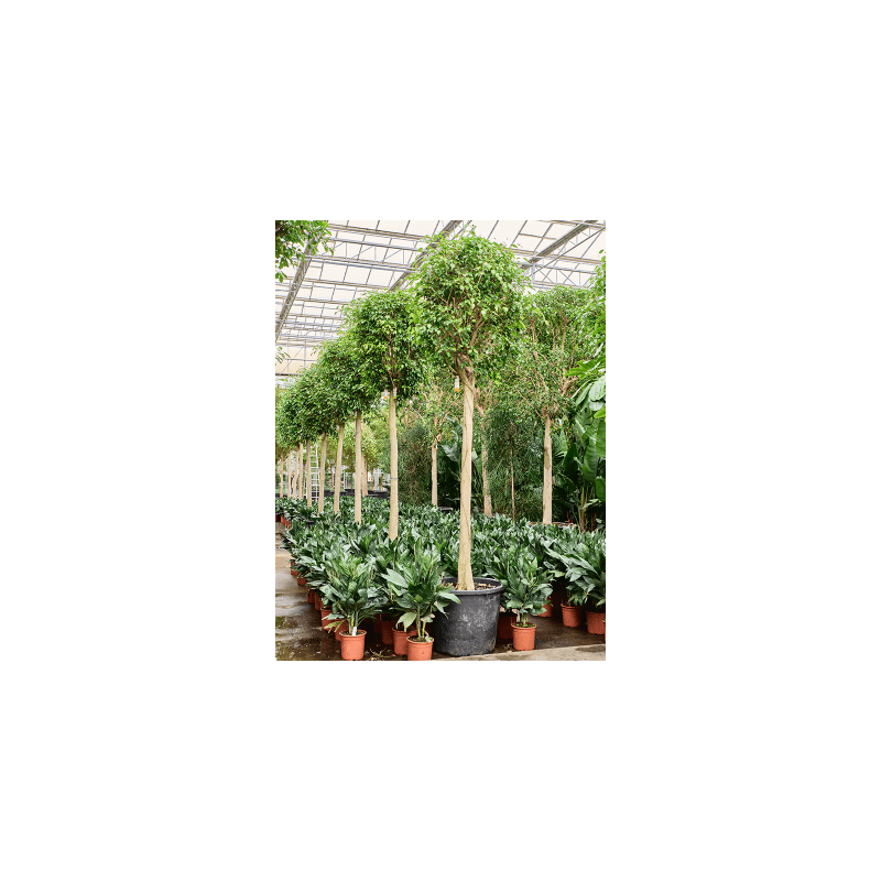 Ficus Benjamina Exotica op stam