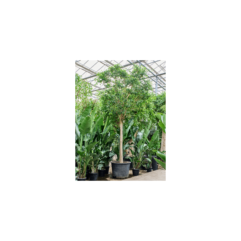 Ficus Benjamina Exotica op stam