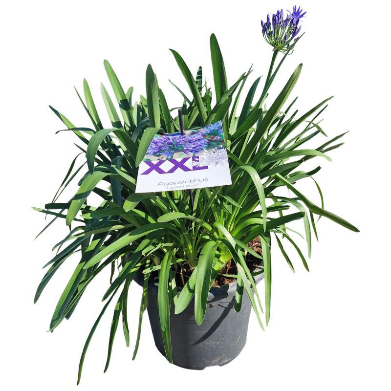 Agapanthus Eydori Blue
