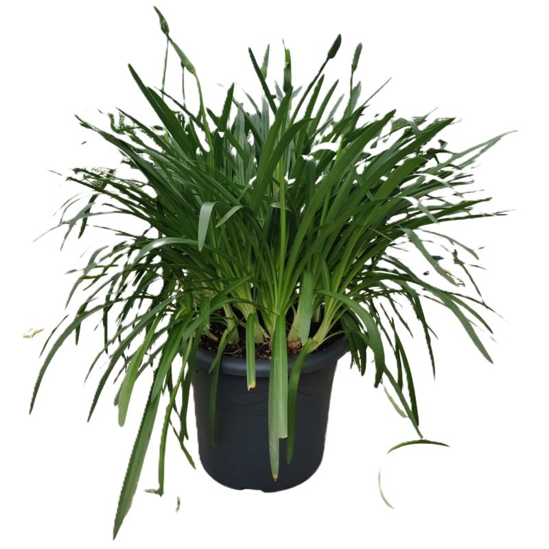 Agapanthus Eydori White