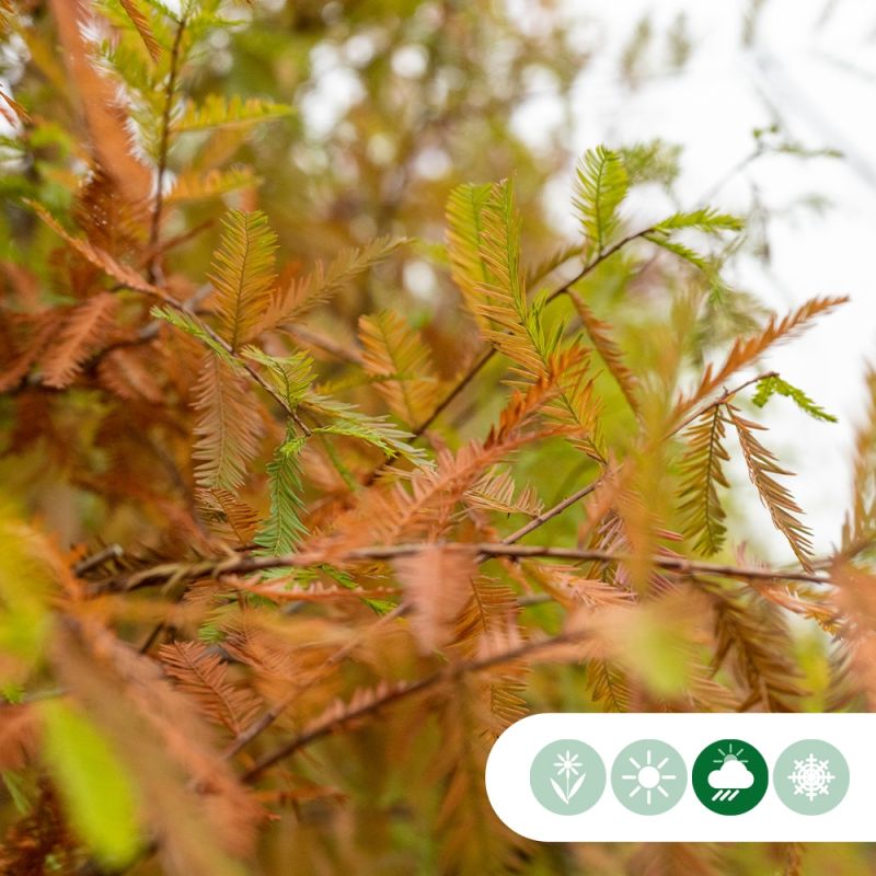 Taxodium Distichum