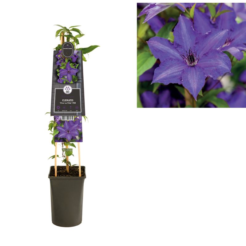 Clematis Viva La Vida