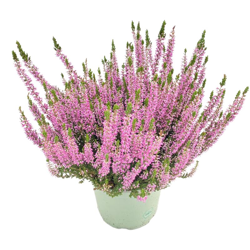 Calluna Beauty Ladies paars