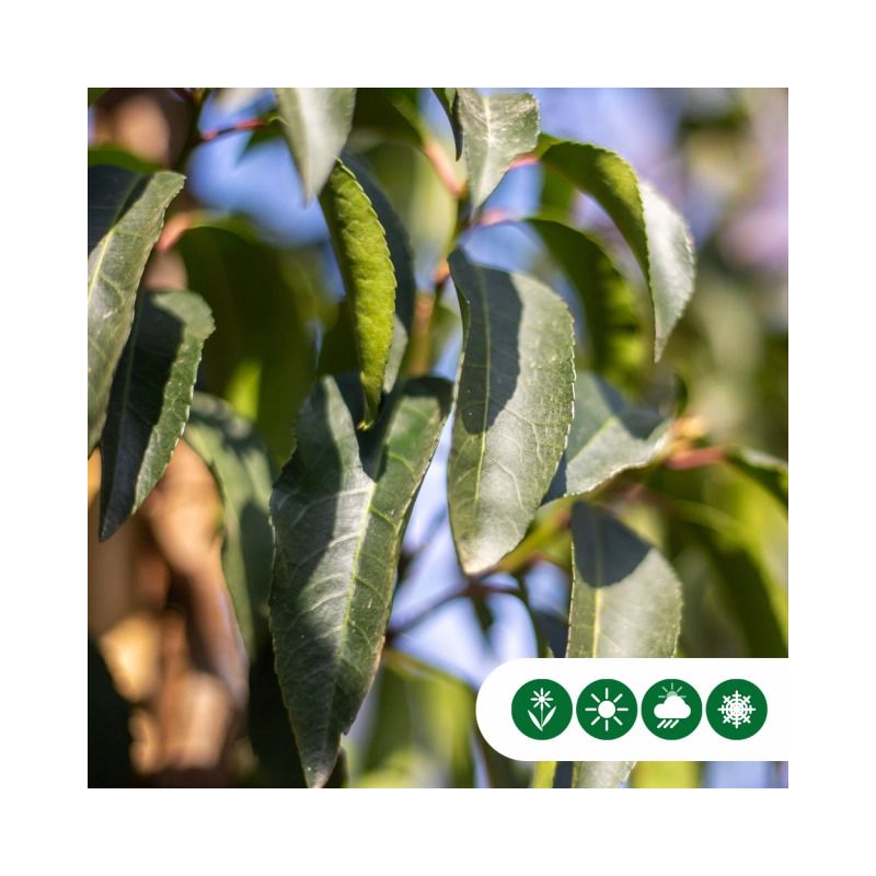 Prunus lusitanica 'Angustifolia' - haagelement