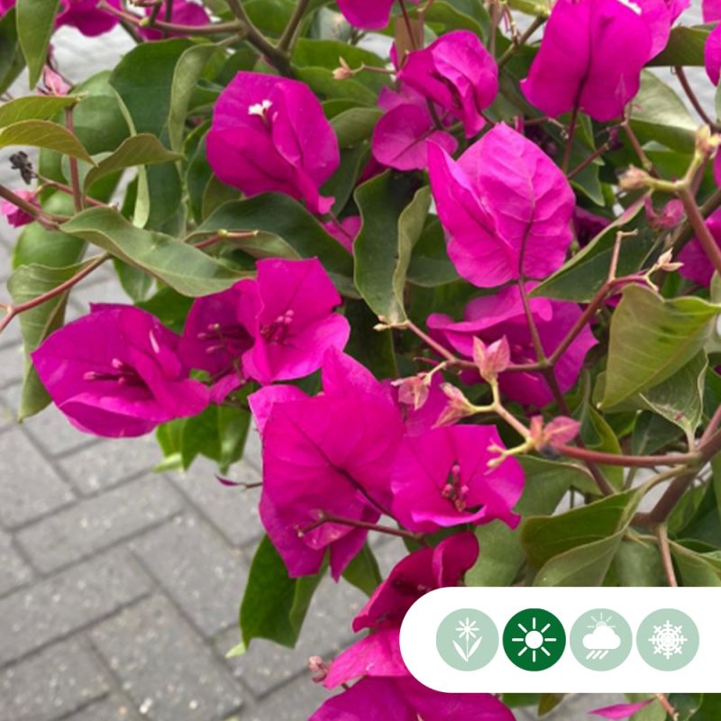Bougainvillea Alexandra op stam