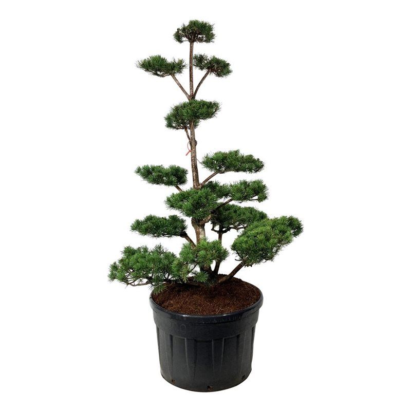 Pinus mugo - bonsai