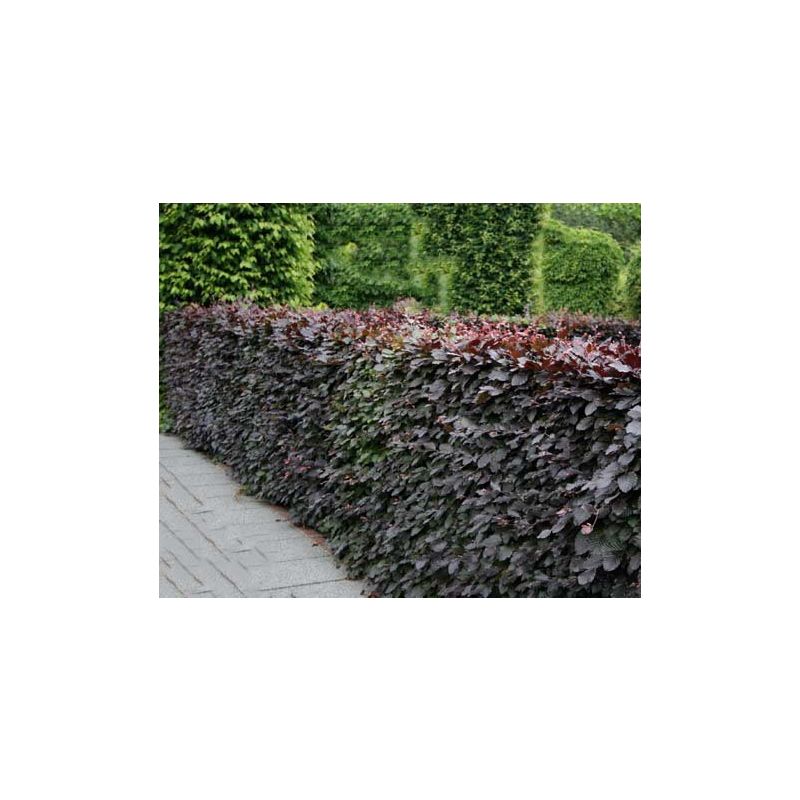 Fagus Atropunicea - haag dubbele rij