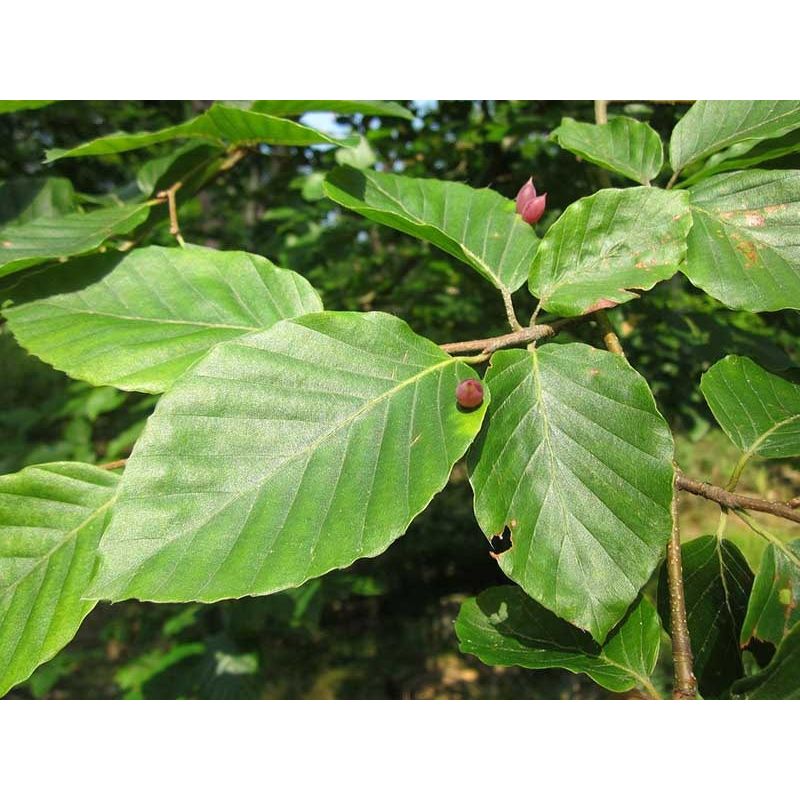 Fagus Sylvatica - leiboom