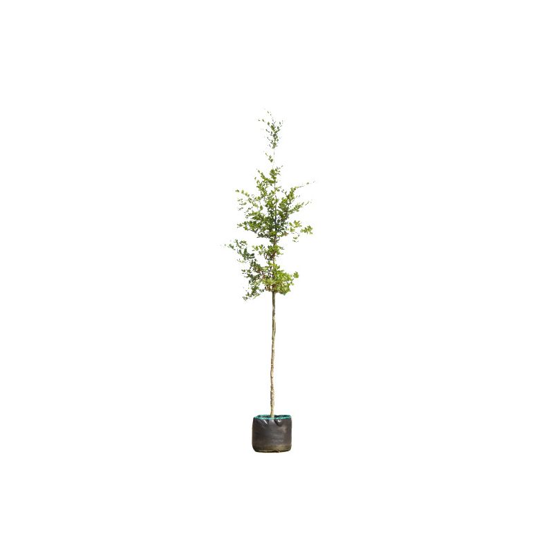 Fagus Sylvatica