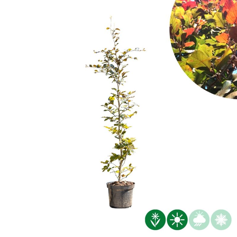 Fagus Atropunicea - haag