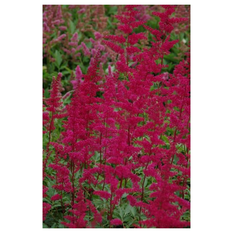 Astilbe Fanal