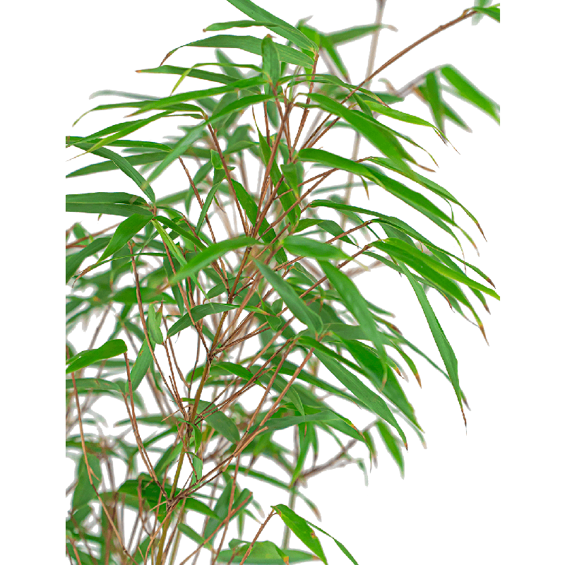 Fargesia bamboe
