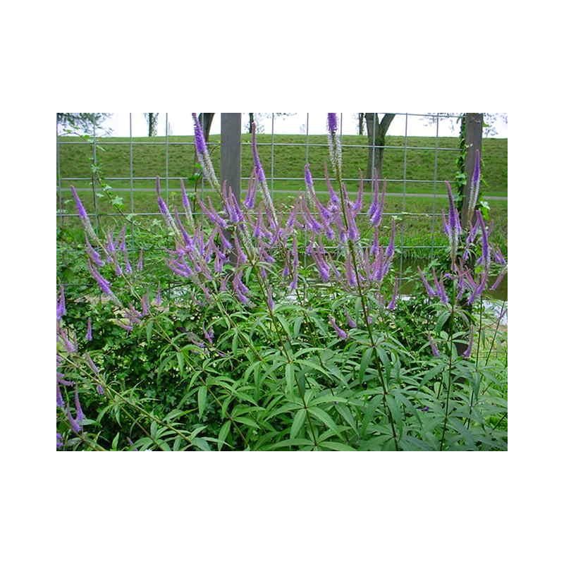 Veronicastrum Fascination