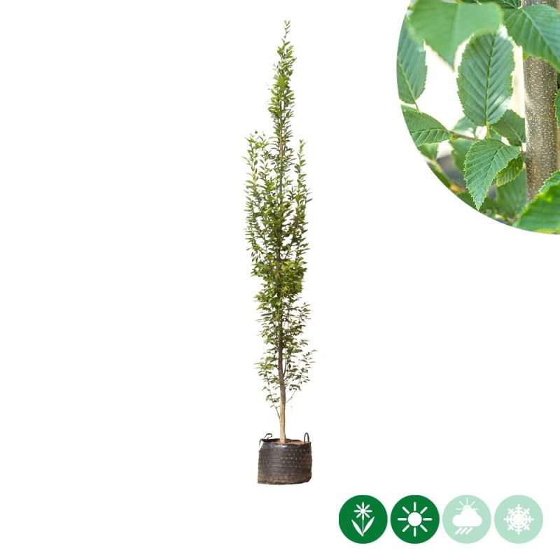 Carpinus Fastigiata - laagstam