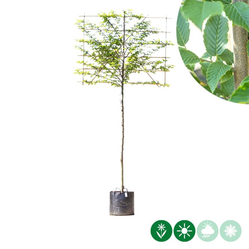 Carpinus Fastigiata - leiboom