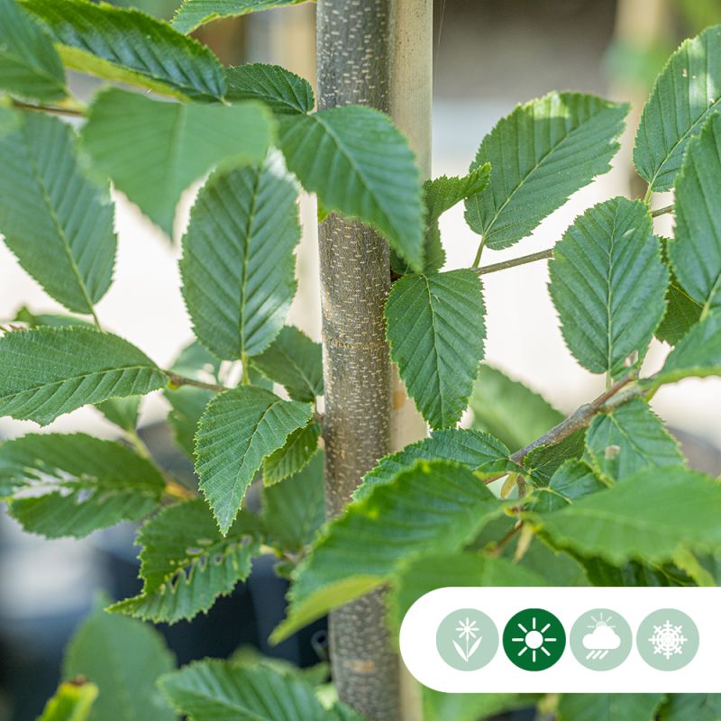 Carpinus Fastigiata - laagstam