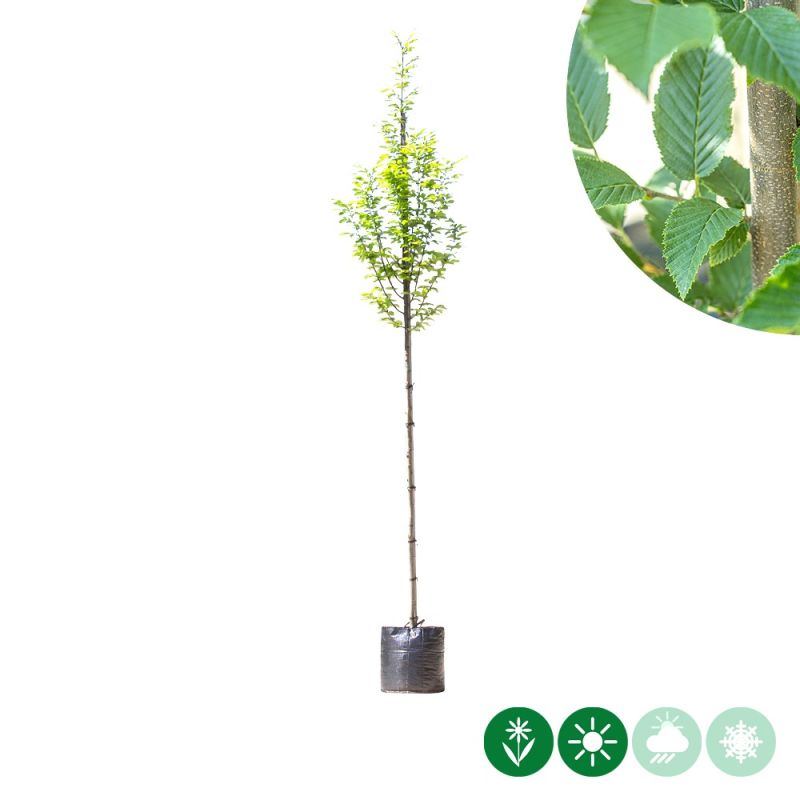 Carpinus Fastigiata - hoogstam