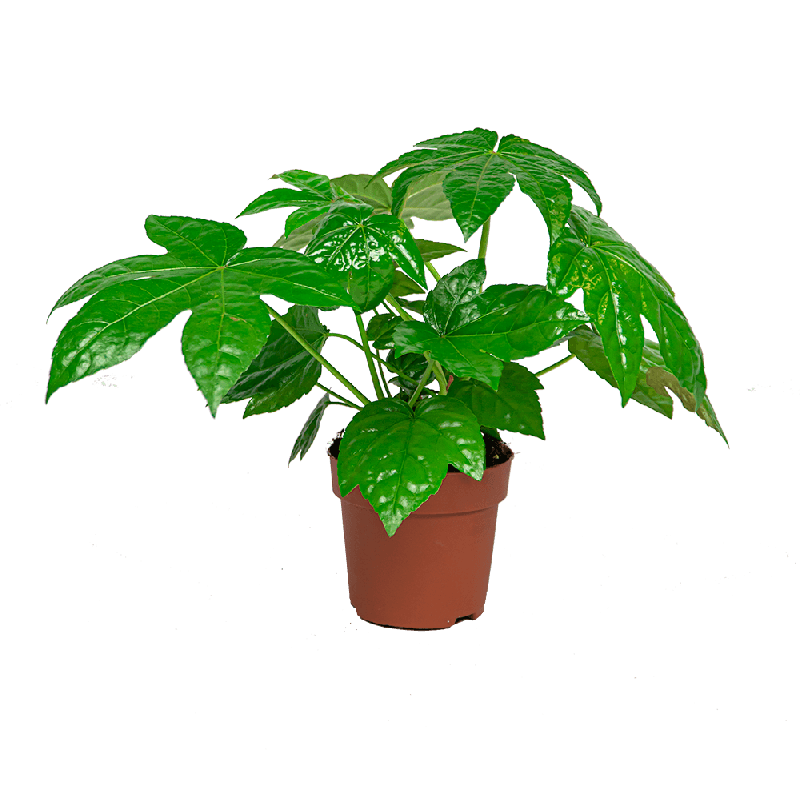 Fatsia Japonica 