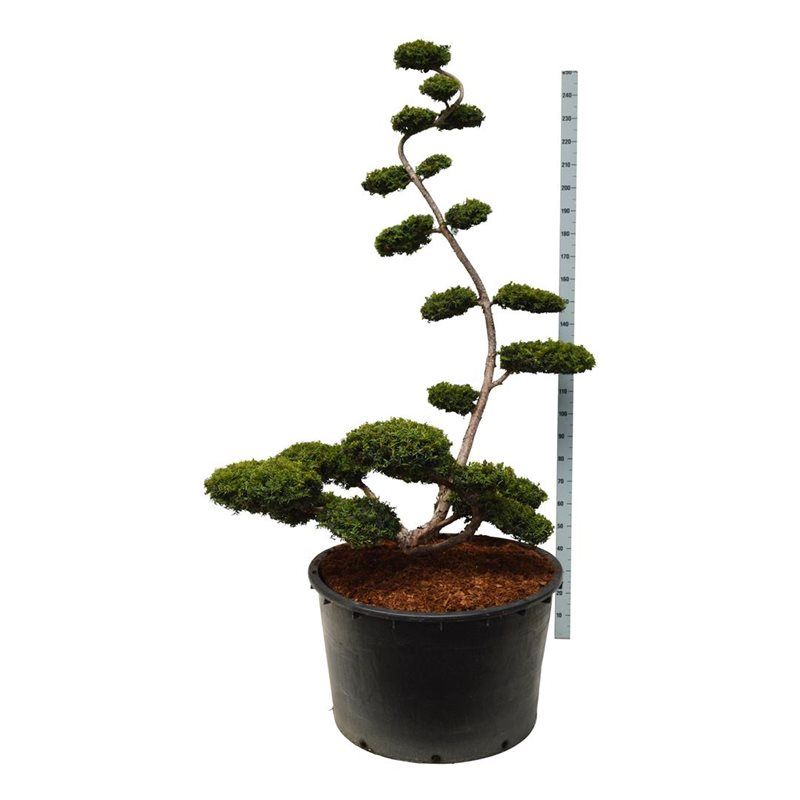 Taxus baccata 'Summergold' - bonsai