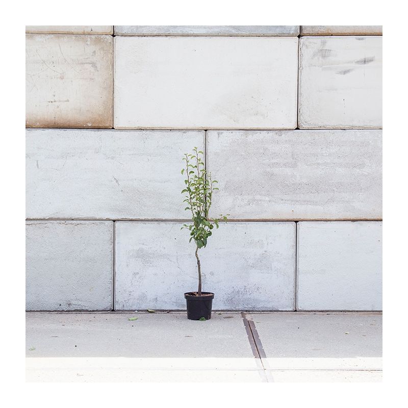 Pyrus Communis Conference