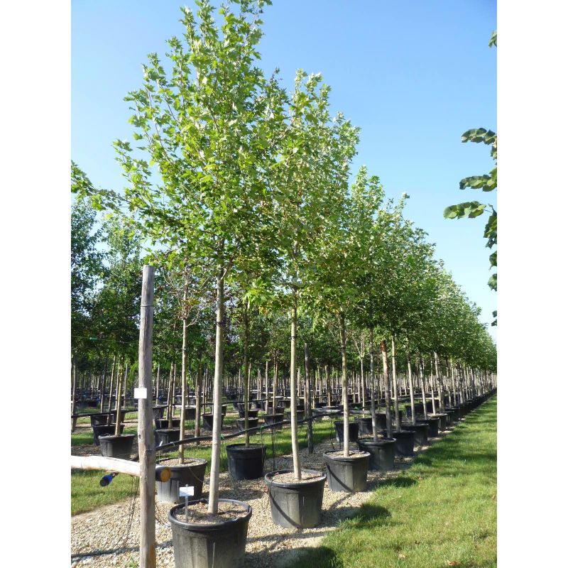 Acer Autum Blaze