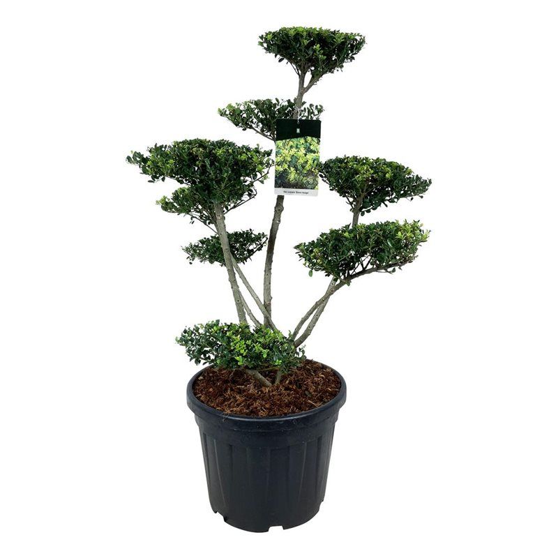 Ilex crenata 'Green Hedge' - bonsai