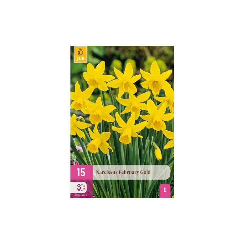 Narcissus February Gold - 15 stuks