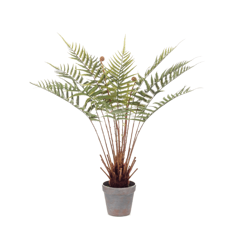Fern Dicksonia - kunstplant