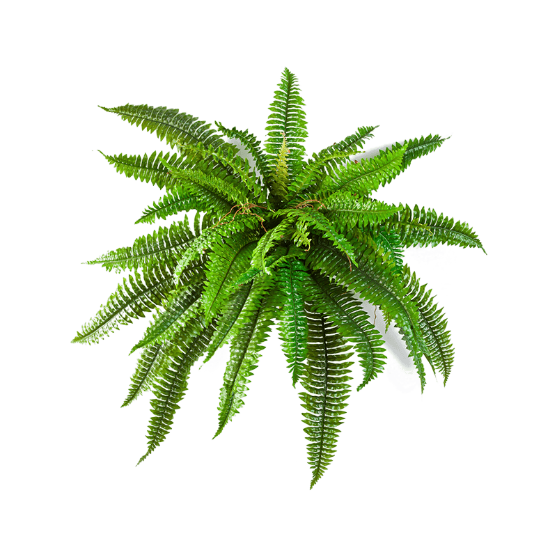 Boston Fern - kunstplant